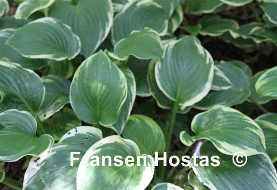 Hosta Mistress Mabel